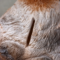 Копилка "Птенец" 11х15х11 см