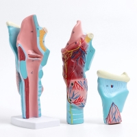 Макет "Гортань человека" разборная 20см Макет "Гортань человека" разборная 20см