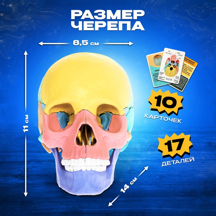 Набор для опытов &laquo;Череп человека&raquo;, анатомическая модель