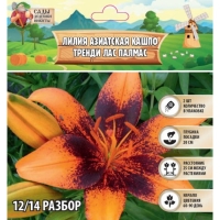 Лилия Азиатская Кашпо "Trendy Las Palmas", р-р 12/14, 2 шт, Лилия Азиатская Кашпо "Trendy Las Palmas", р-р 12/14, 2 шт,