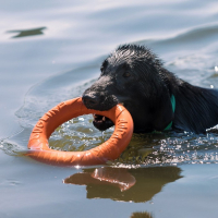 Кольцо "ДогЛайк" D-2611, 8-мигранное, большое, ⌀ 30,5 см Кольцо "ДогЛайк" D-2611, 8-мигранное, большое, ⌀ 30,5 см