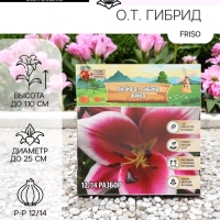 Лилия О.Т. Гибрид Friso, луковица в пакете с перфорацией, р-р 12/14, 2 шт.