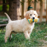 Игрушка мягкая с пищалкой Носок жёлтый, 16 см Игрушка мягкая с пищалкой Носок жёлтый, 16 см