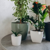 Кашпо для цветов, d = 19 см, 3,5 л, пластик, цвет зелёный шалфей Кашпо для цветов, d = 19 см, 3,5 л, пластик, цвет зелёный шалфей