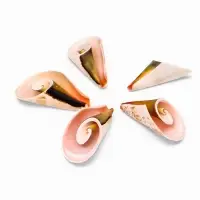 Набор ракушек декоративных, длина 4 см, 5 шт