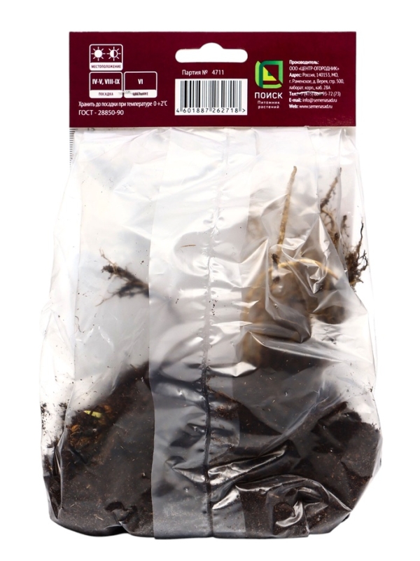 Ирис сибирский Шугар Раш, р-р I, 1 шт, Весна 2025