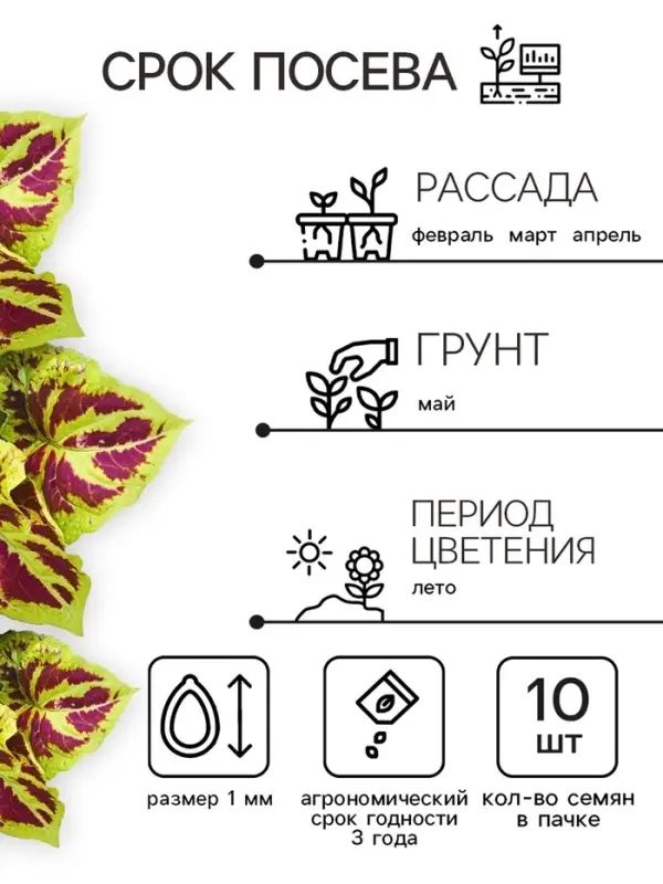 Семена цветов Колеус "Фейерверк" Мозаика F1, О, 10 шт