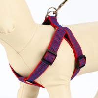 Комплект амуниции рельефный, 2 см, поводок 120 см, красно-синий