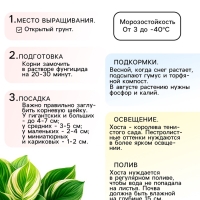 Хоста &laquo;Рейнфорест Санрайз&raquo;, корневище в пакете с торфогрунтом, р-р I, 1 шт.