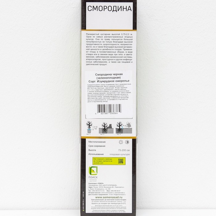 Смородина черная (зеленоплодные) &laquo;Изумрудное ожерелье&raquo;, саженец, 1 шт., туба