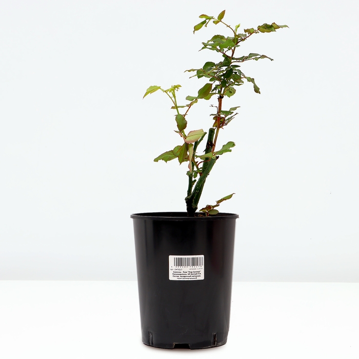 Саженец Розы Саженец Розы "Мид Саммер", Горшок С4, Лето 2024