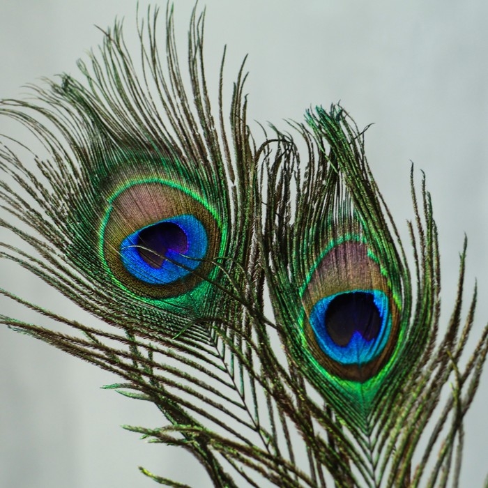 Перо павлина для декора, набор 3 шт., размер 1 шт. — от 25 до 30 см Перо павлина для декора, набор 3 шт., размер 1 шт. — от 25 до 30 см