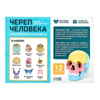 Набор для опытов «Череп человека», анатомическая модель Набор для опытов «Череп человека», анатомическая модель