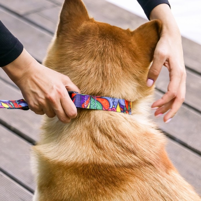 Ошейник &laquo;Невозможно слиться с улицей&raquo;, застёжка - фастекс, 2.5 см, 40-55 см