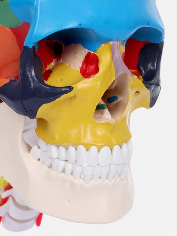 Макет "Череп с мозгом" разборный 27*19*12см