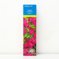 Спирея японская (Серия Северный сад) "Фробели" 1 шт, туба, Весна 2025