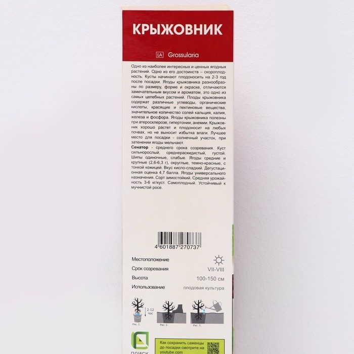 Крыжовник "Сенатор", 1 шт, туба, Весна 2025