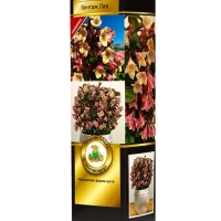 Вейгела цветущая Люкс &laquo;Винтаж Лав&raquo;, саженец, туба, 1 шт.