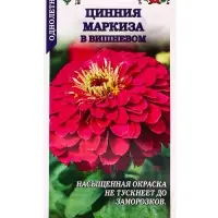 Семена Цинния Маркиза в Вишневом /Сотка/ 0,2 г/ h-80см, d-14см/*1000