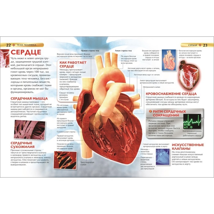 Детская энциклопедия &laquo;Тело человека&raquo;