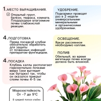 Калла &laquo;Смесь&raquo;, клубнелуковица в пакете с перфорацией, р-р 10/12, 5 шт.