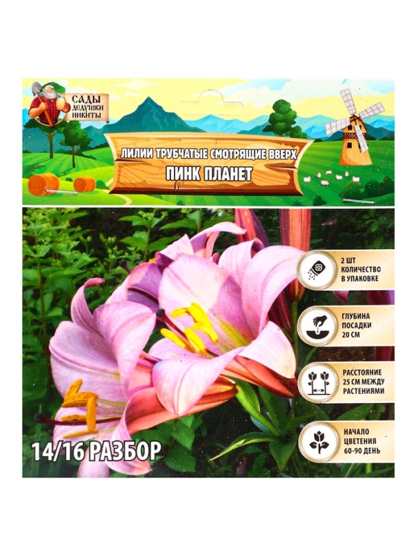 Лилии Трубчатые смотрящие вверх Pink Planet, луковица в пакете с перфорацией, р-р 14/16, 2 шт.