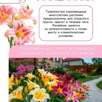 Лилейник Double Creamy Wonder, многолетник, корневище в пакете с торфогрунтом, р-р I, 1 шт.