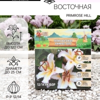 Лилия Восточная Primrose Hill, луковица в пакете с перфорацией, р-р 12/14, 2 шт.