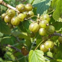 Смородина черная (зеленоплодные) &laquo;Изумрудное ожерелье&raquo;, саженец, 1 шт., туба