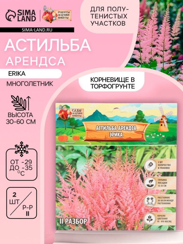 Астильба Арендса Erika многолетник, корневище в торфогрунте, р-р II, 2 шт.