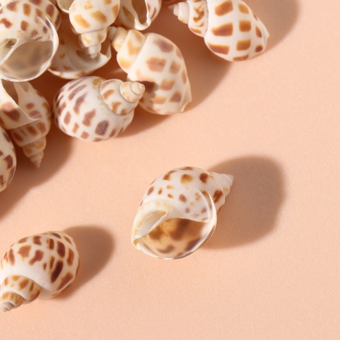 Ракушки природные декоративные "Бабилония" набор 100 гр