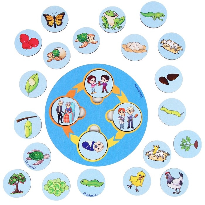 Развивающая игра из дерева &laquo;Цикл жизни&raquo;