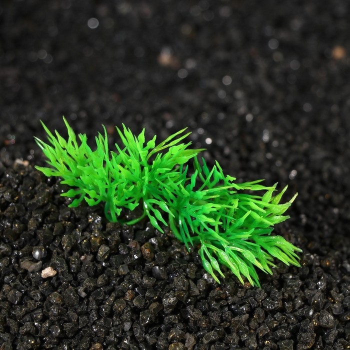 Растение искусственное аквариумное на камне, 5 x 4 x 7 см Растение искусственное аквариумное на камне, 5 x 4 x 7 см