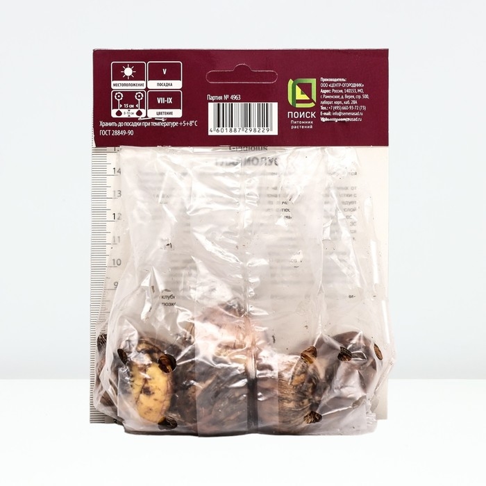 Гладиолус крупноцветковый «Кум Сьюс»,луковица цветов в пакете с перфорацией, р-р 10/12, 10 шт. Гладиолус крупноцветковый «Кум Сьюс»,луковица цветов в пакете с перфорацией, р-р 10/12, 10 шт.