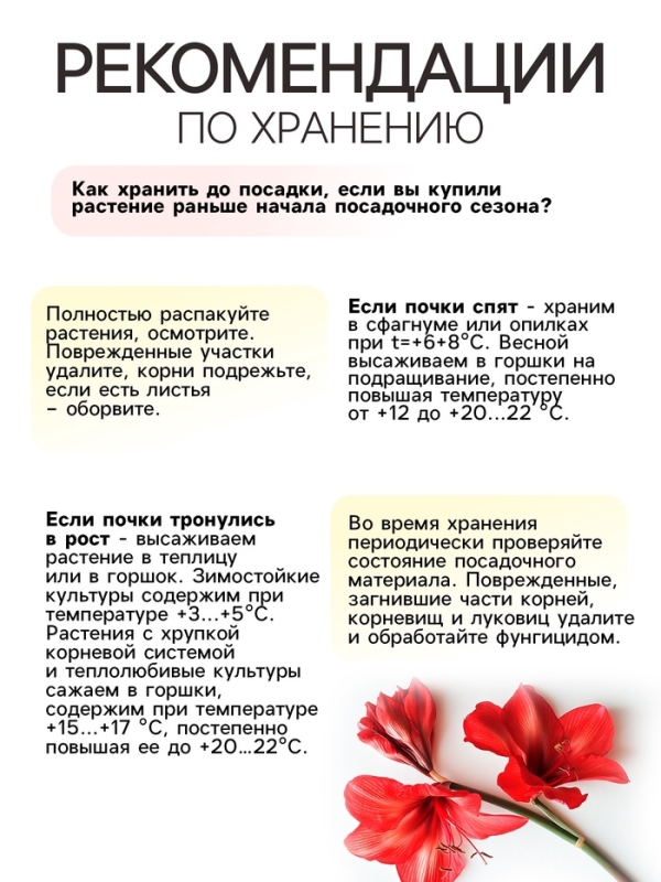 Амариллис Махровый Nymph, многолетник, луковица, р-р 22/24, 1 шт.