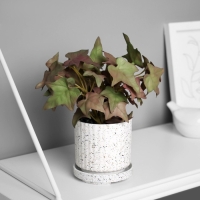 Бонсай в горшке "Плющ комнатный ультра" (мягкий лист) 15х7 см, микс Бонсай в горшке "Плющ комнатный ультра" (мягкий лист) 15х7 см, микс