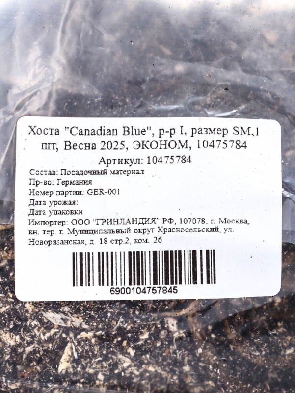 Хоста "Canadian Blue", р-р I, размер SM,1 шт, Весна 2025, ЭКОНОМ,