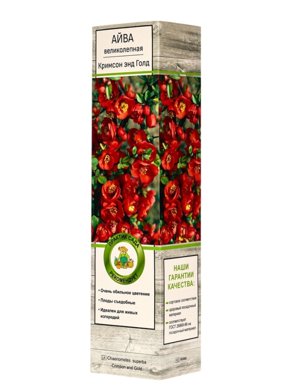 Айва великолепная (Хеномелес) &laquo;Кримсон энд Голд&raquo;, саженец, туба, 1 шт.
