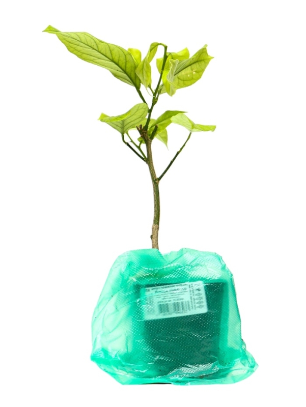 Цитрус "Лимон Лунарио", туба, 1 шт, Весна 2025