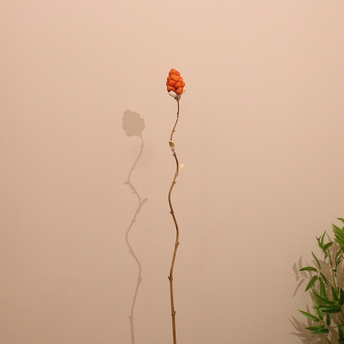 Сухоцвет на бамбуковом стебле 150 см коралловый Сухоцвет на бамбуковом стебле 150 см коралловый