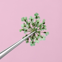 Сухоцветы для декора ногтей, 12 видов, в футляре, цвет разноцветный Сухоцветы для декора ногтей, 12 видов, в футляре, цвет разноцветный