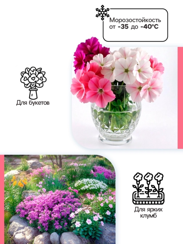 Флокс &laquo;Наташа&raquo; корневище в пакете с торфогрунтом, р-р I, 2 шт.