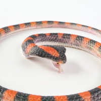 Новый год! Резиновая игрушка &laquo;Змея. Кобра&raquo;, 65 см