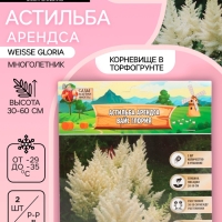 Астильба Арендса Weisse Gloria многолетник, корневище в торфогрунте, р-р II, 2 шт.