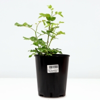 Саженец Розы "Сиреневый Дождь", Горшок С4 Лето 2024 Саженец Розы "Сиреневый Дождь", Горшок С4 Лето 2024