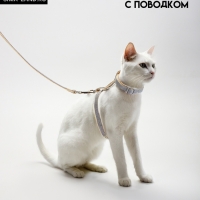 Комплект амуниции "Жаккард", поводок 120 х 1 см, серый