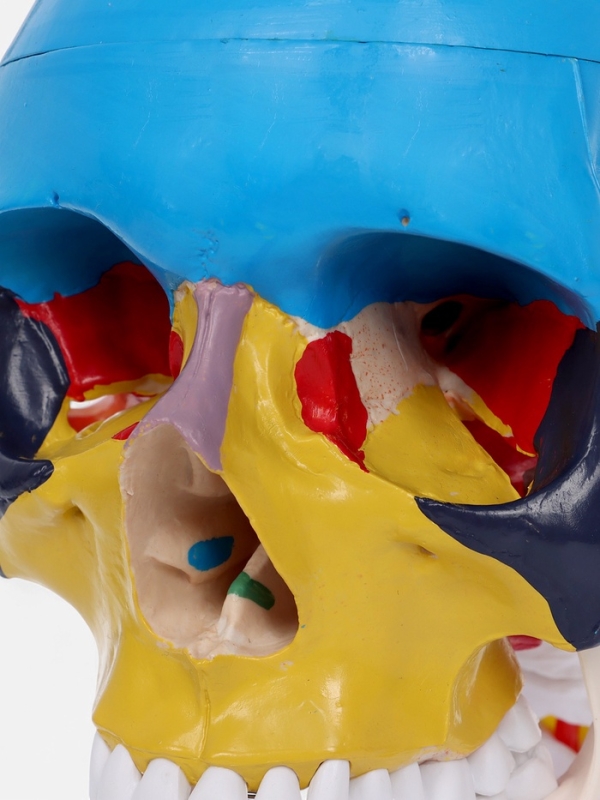 Макет "Череп с мозгом" разборный 27*19*12см