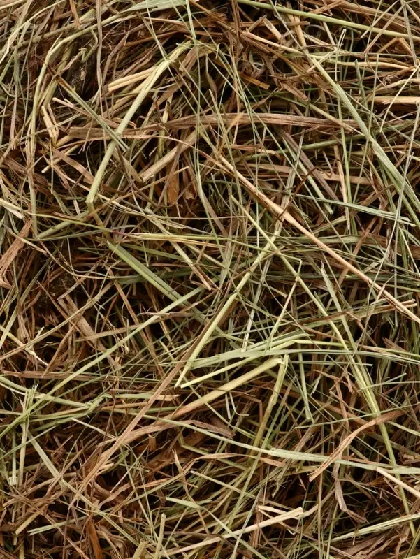 Сено луговое &laquo;Зверьё Моё&raquo;, отборное, ароматное, зеленое, без пыли, крапива, 500 г