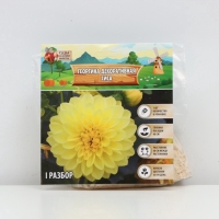 Георгина Декоративная &laquo;Сиса&raquo;, клубелуковица в упаковке, р-р I, 1 шт.