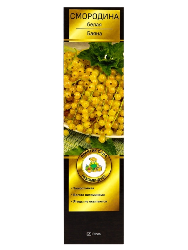 Смородина белая &laquo;Баяна&raquo;, саженец, туба, 1 шт.